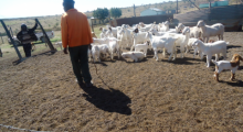 Improving communal goat productivity by reducing kid mortality By Mhlangabezi Slayi